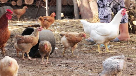 chickens in organic farm - close up