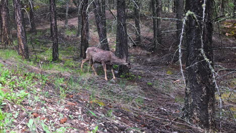 ciervo bura con abrigo de invierno peludo come ramitas verdes en bosque abierto