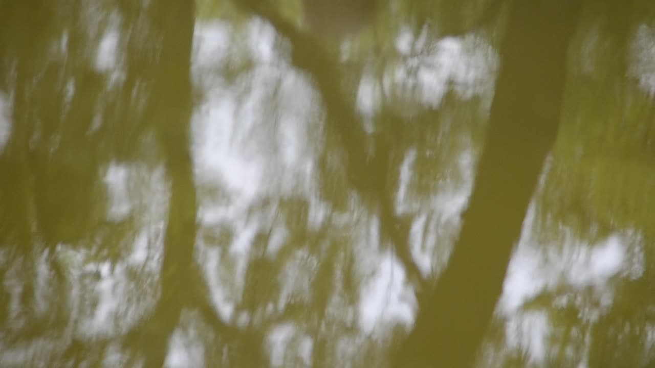 trees reflexion into the water