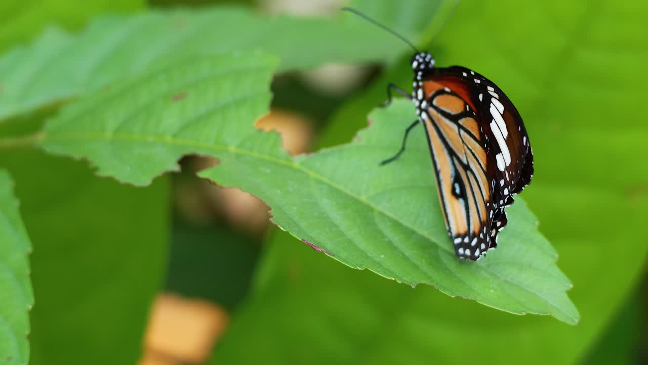 mariposa descansando en una hoja en un parque