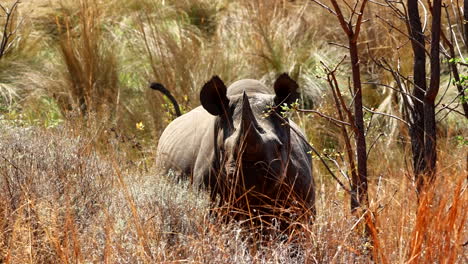 black rhinoceros in the african savanna