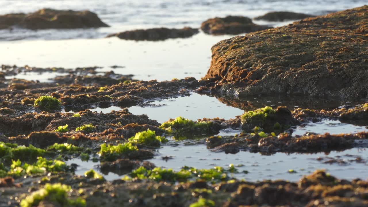 Rocky beach with moss patches in morocco
