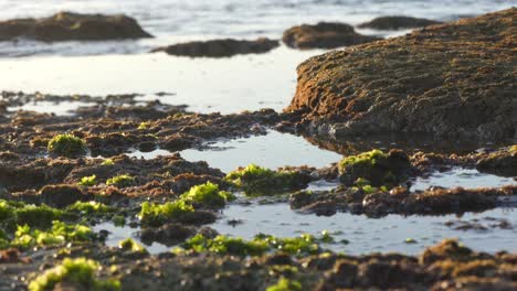 Playa-Rocosa-Con-Parches-De-Musgo-En-Marruecos