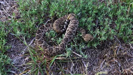 Static-video-of-a-Western-Diamondback-Rattlesnake