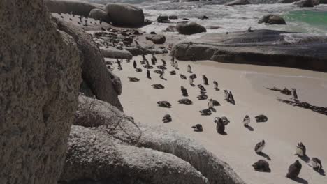 slow motion: cute colony of african penguins at boulders beach, close to simons town