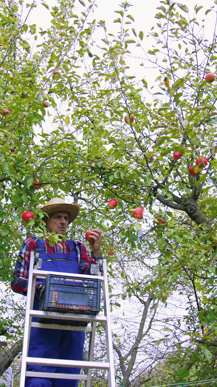 Farmer bringing a ladder for picking up. Fruit farmer harvesting an apple. Vertical video