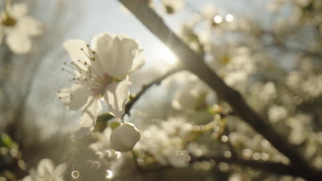 white blossoms in springtime