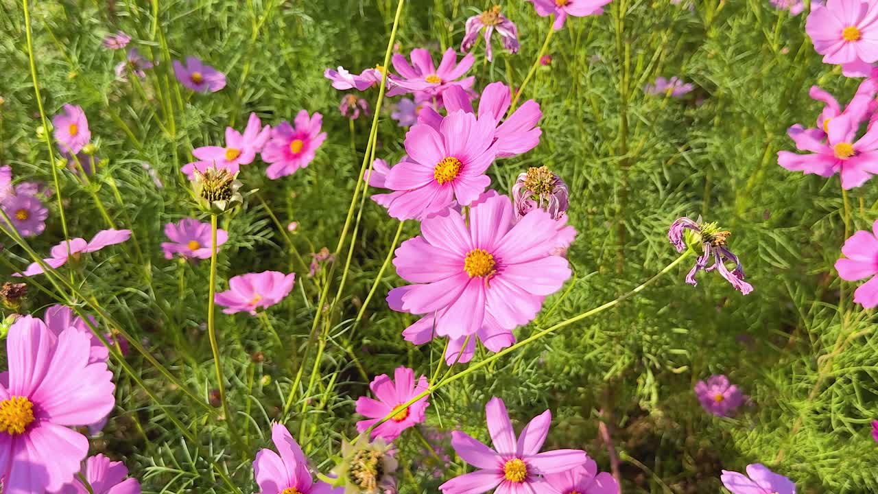 vibrantes flores rosadas del cosmos en la exuberante vegetación