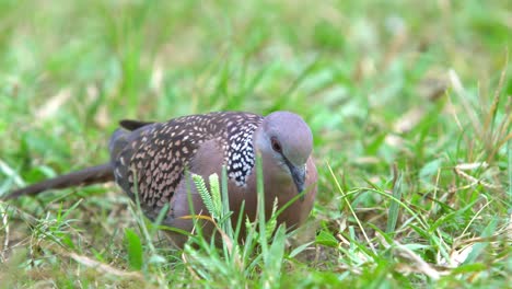 Pfannentaube-Oder-Taube-Ist-Einer-Der-Einheimischen-Vögel-Von-Westbengalen