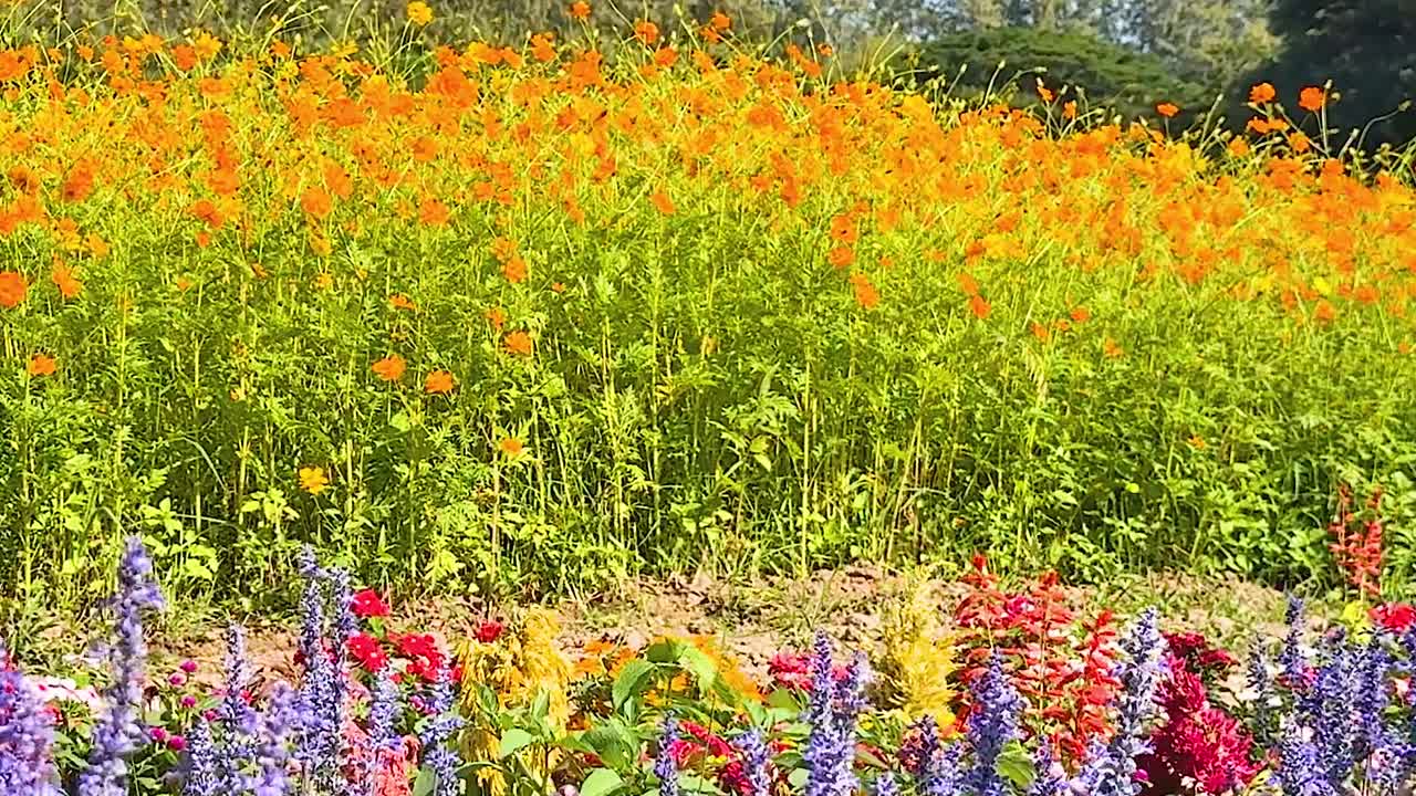 A lush meadow filled with golden and colorful wildflowers under a clear sky, surrounded by greenery.