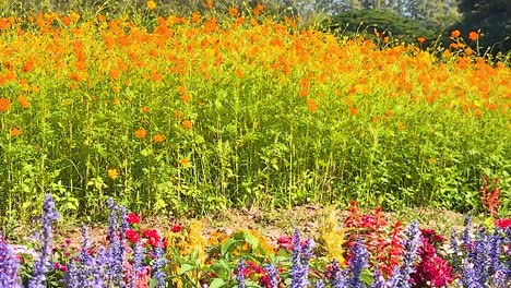 a lush meadow filled with golden and colorful wildflowers under a clear sky, surrounded by greenery.