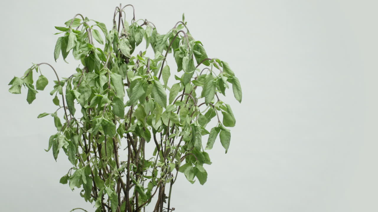 Time lapse of Thai basil coming back to life after being watered.