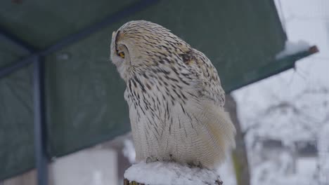 Close-up-of-an-owl-face-in-slow-motion-with-detail-and-colorful-eyes,-beak,-and-feathers