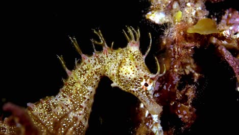 Hippocampus-breviceps-Short-headed-Seahorse-South-Australia-4k-25fps