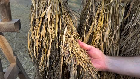 hands examining rice grains in natural setting