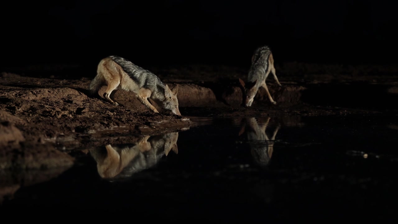 Two black-backed jackal drinking at a waterhole at night before walking away. Filmed from a low angle in Mashatu Game Reserve, Botswana.