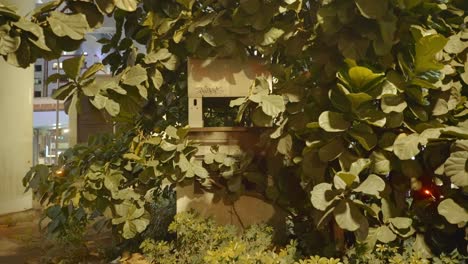 rounded fiddle leaf fig trees covered decrepit abandoned concrete building