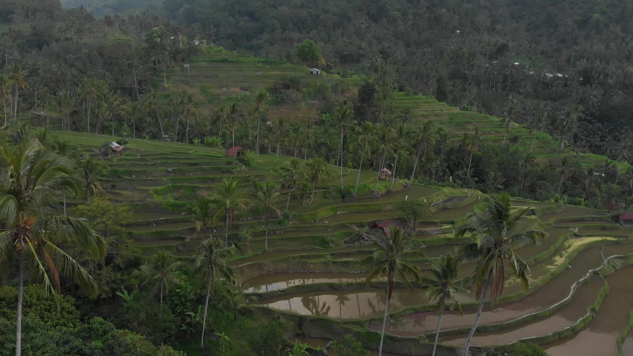 campo de arroz vacío con naturaleza verde exuberante en bali, aérea