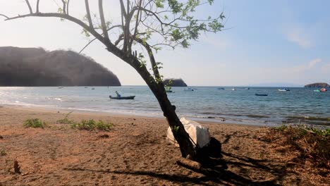 tropical sandy beach with a tree, small waves on a sunny day, coco beach in guanacaste, costa rica