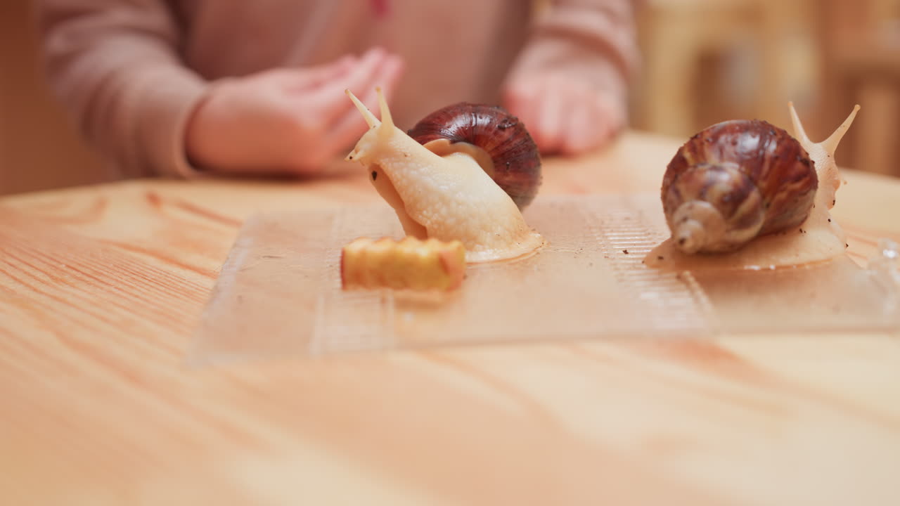 나무 테이블 위에 놓인 투명한 쟁반 위의 거대한 달팽이 두 마리를 관찰하는 학생의 클로즈업 사진, 근처에는 작은 사과 조각이 있고, 호기심 가득한 손이 만질 준비가 되어 있으며, 교실 과학 시간, 자연 학습