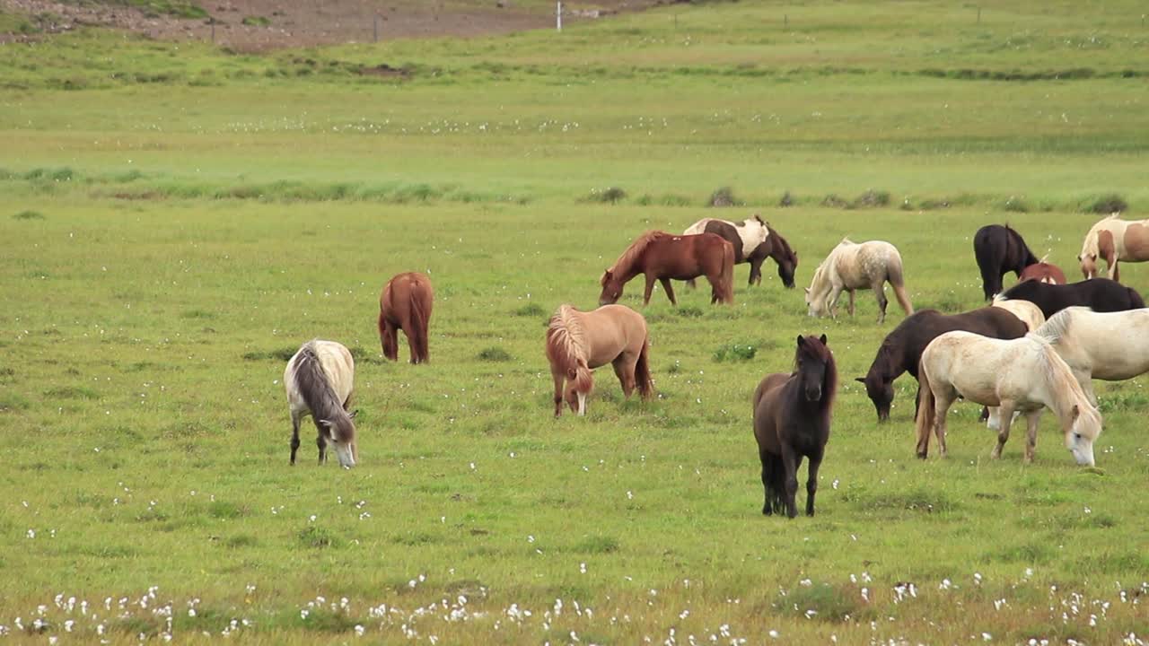 una manada de caballos islandeses en el prado