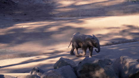 elefante bebé caminando hacia el estanque detrás de las rocas y arbustos para beber agua.