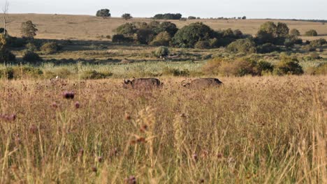 Dos-Búfalos-Africanos-Trotan-En-La-Sabana-Alta-Cuando-Aparece-El-Guepardo