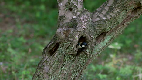 View Of Oriental Tit Coming Out On Its Nest On A Tree Hole On Nature Background