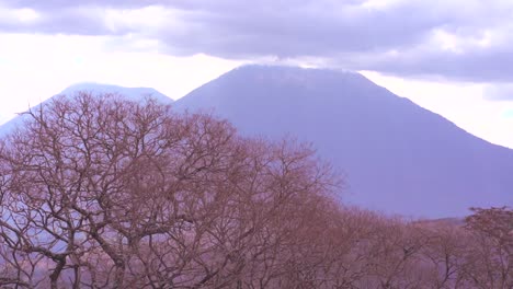 Guatemalan-water-volcano-and-jacaranda-tree-blooming