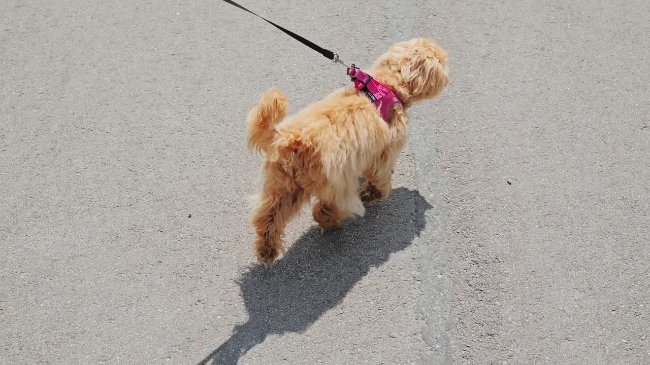 Golden puppy walks slowly under hot sun casting dark shadow on street surface
