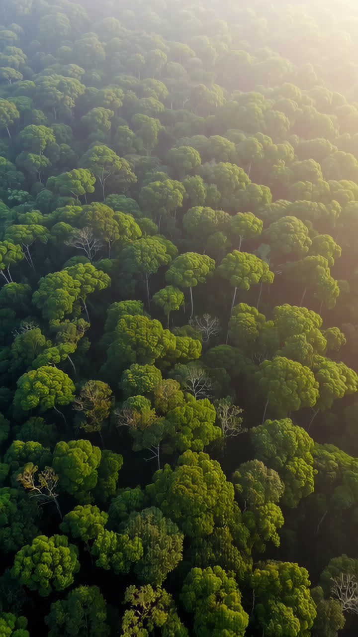 una vista aérea de una exuberante selva tropical