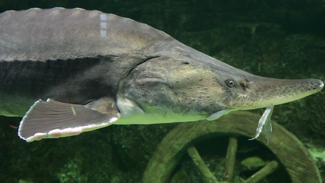 수족관 의 유리 를 통해 촬영 된 영상