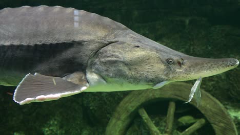 a footage through glass in aquarium