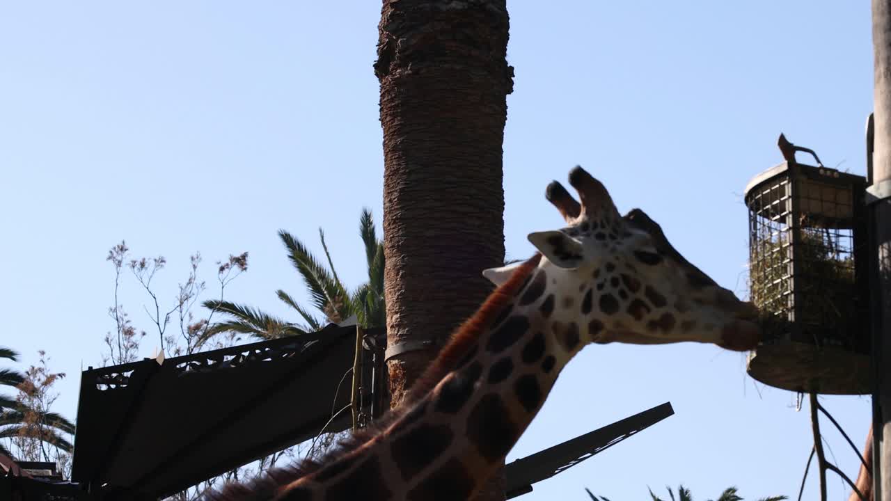 지라프가 멜버른 동물원에서 먹이를 먹고 있다