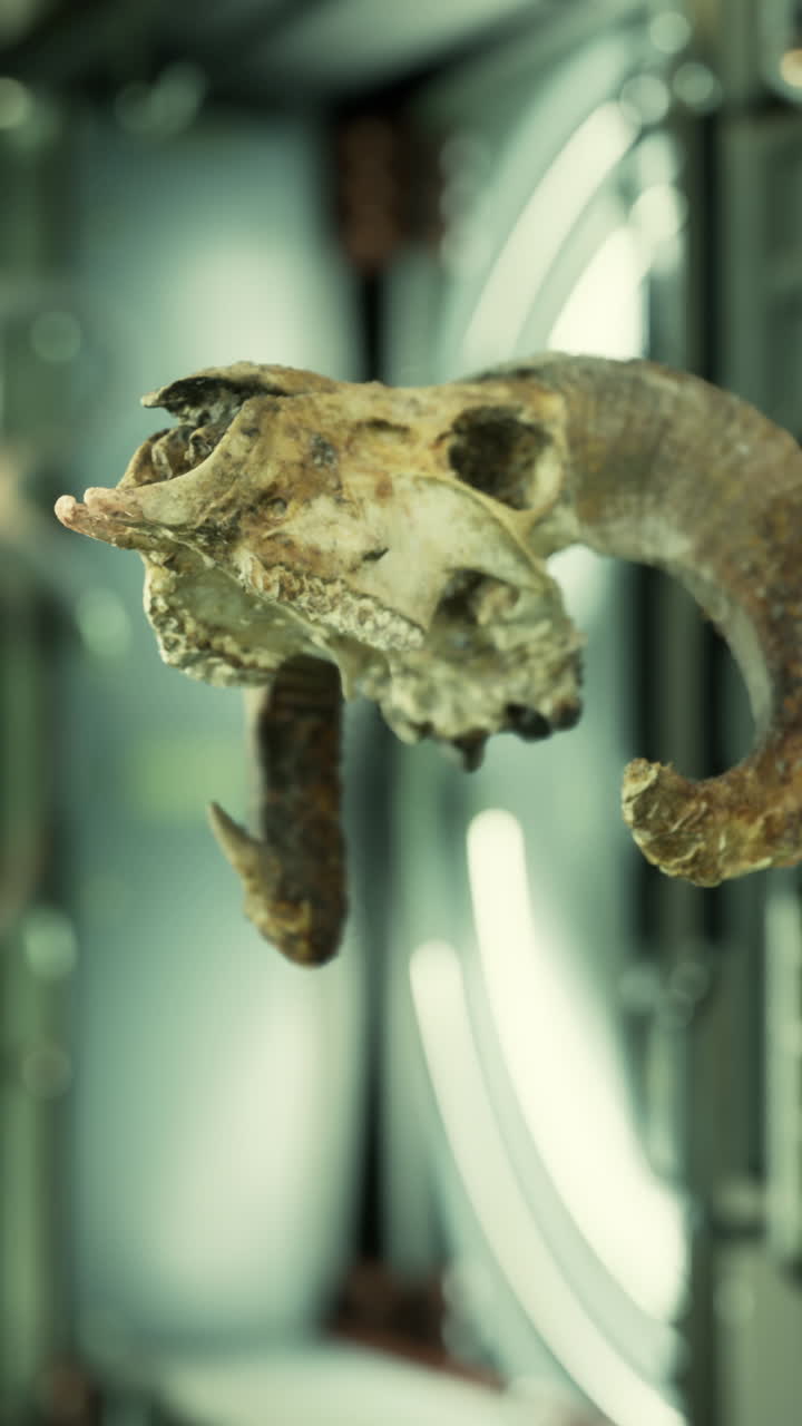 cráneo de animal con cuernos