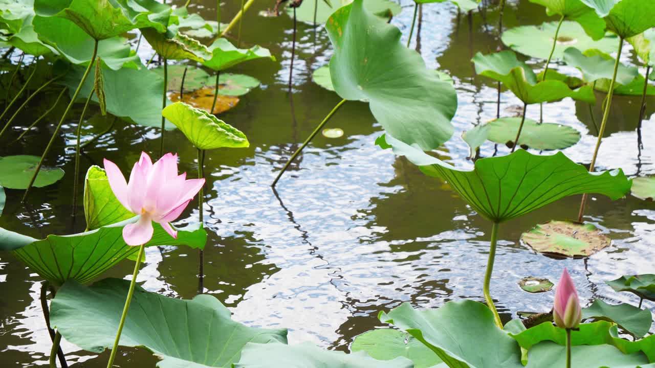el elegante loto rosa de la naturaleza en el jardín botánico de taipei en taiwán