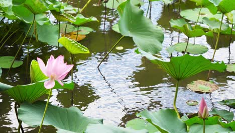 nature elegant pink lotus in taiwan taipei botanic garden