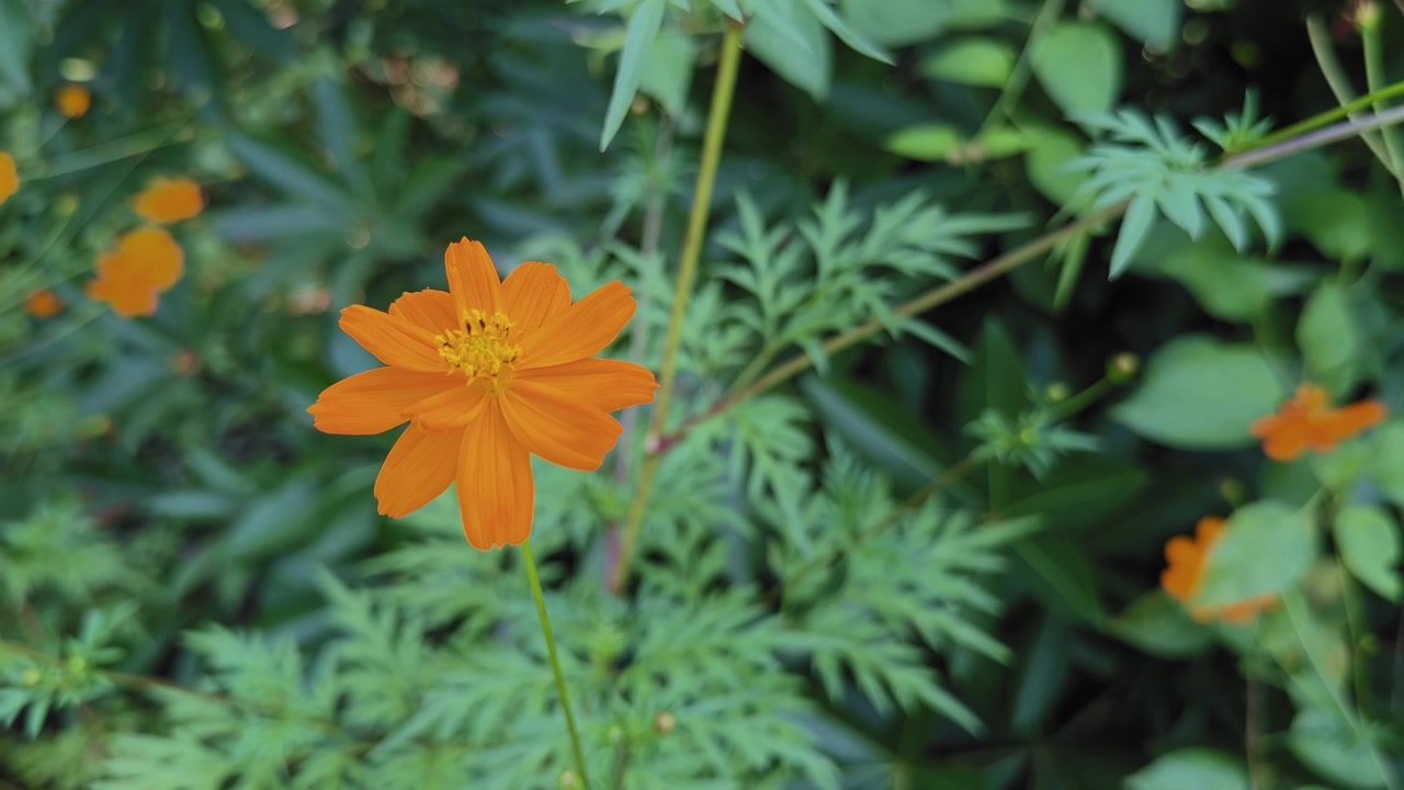 Primo piano statico di un fiore di cosmo sulfureo con petali arancioni vivaci e fogliame verde piumato, che risalta nettamente contro uno sfondo del giardino delicatamente sfocato