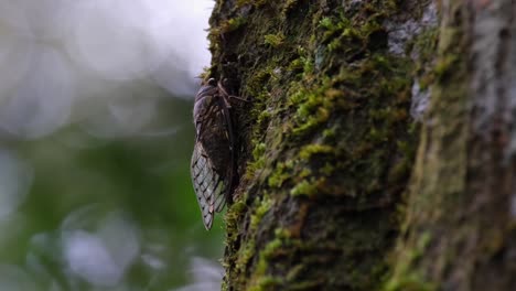 resting on the left side of the tree on mossy bark captured as the camera zooms out, cicada, thailand