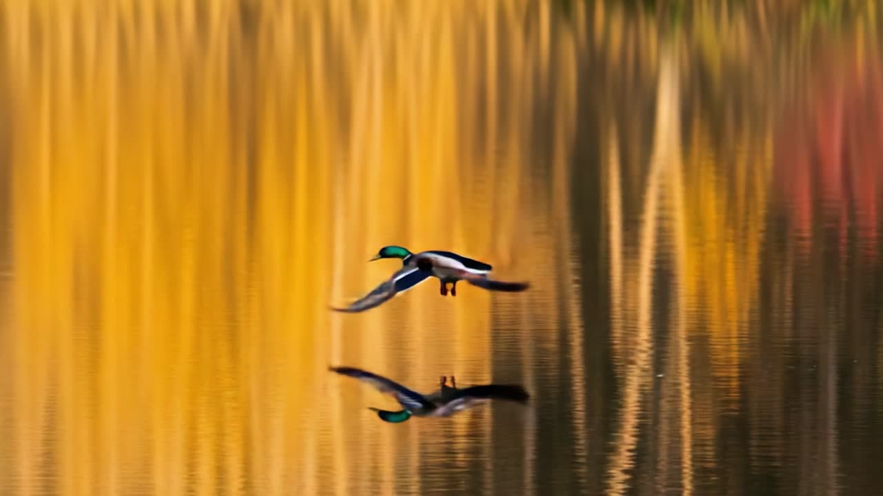 Mallard Duck Flying Over Golden Reflective Water