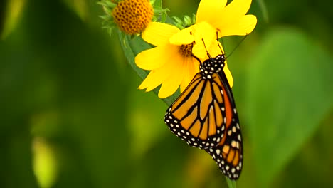 Mariposa monarca en flor