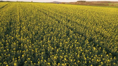 Aerial-footage-of-lush,-yellow-rapeseed-fields-in-the-countryside-of-Hesse,-Germany