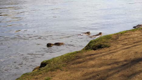nutria swimming in the vltava river, shooters island, prague