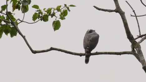 Crested-Habicht-Rückseitenansicht,-Wie-Es-Sorgfältig-Den-Dschungel-Von-Einem-Ast-Eines-Hohen-Baumes-Im-Dschungel-Scannt