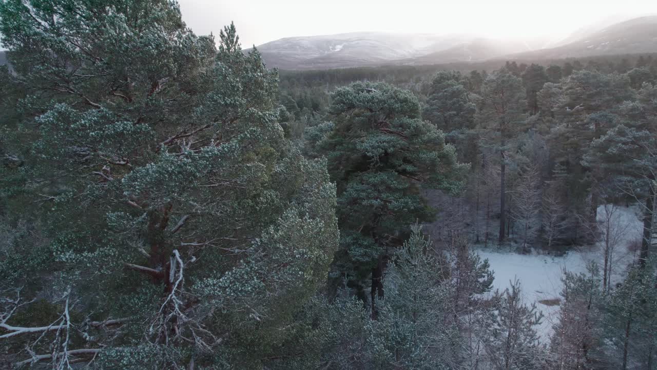 imágenes cinematográficas de drones que emergen a través del dosel cubierto de nieve de un bosque de pinos silvestres para revelar un espectacular amanecer de montaña en invierno