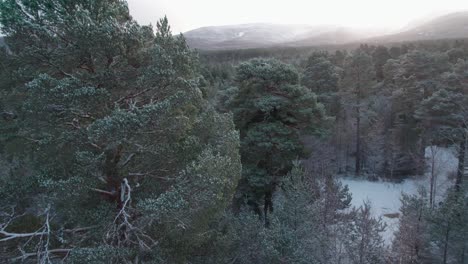 filmische dronebeelden die door het besneeuwde bladerdak van een grove dennenbos tevoorschijn komen en een dramatische bergzonsopgang in de winter onthullen