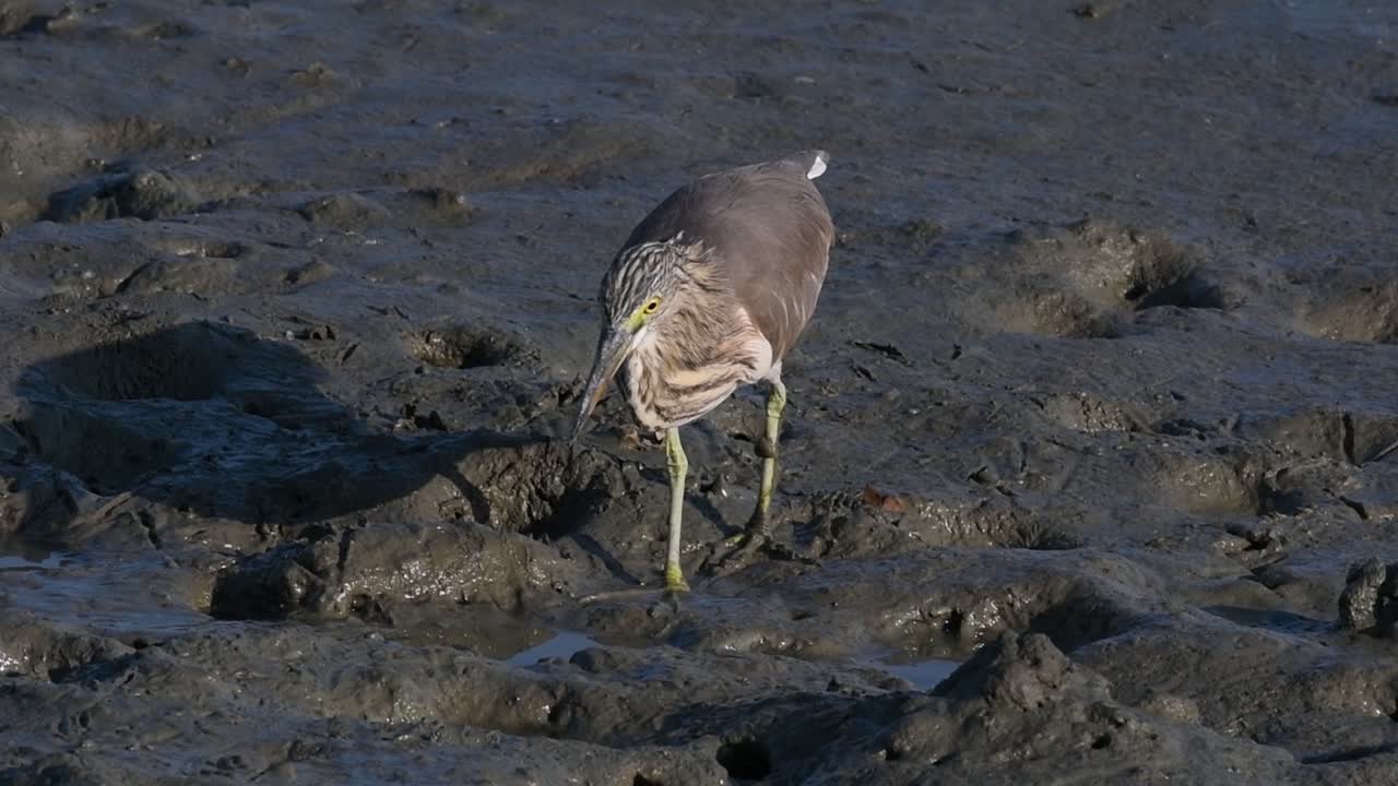 계절에 따라 다른 깃털을 표시하는 태국에서 발견되는 연못 왜가리 중 하나