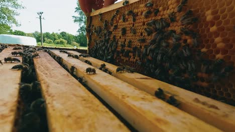 beekeeper pulls carefully the honeycomb out of the hive