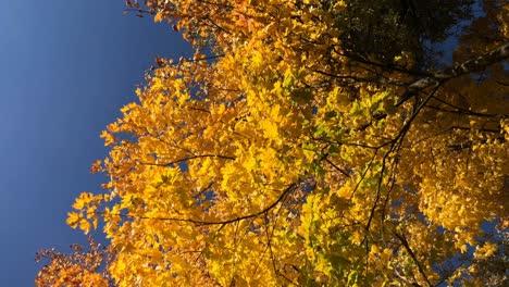 Von-Oben-Geschossene-Blätter-Fallen-Von-Bunten-Herbstbäumen-Am-Blauen-Himmel