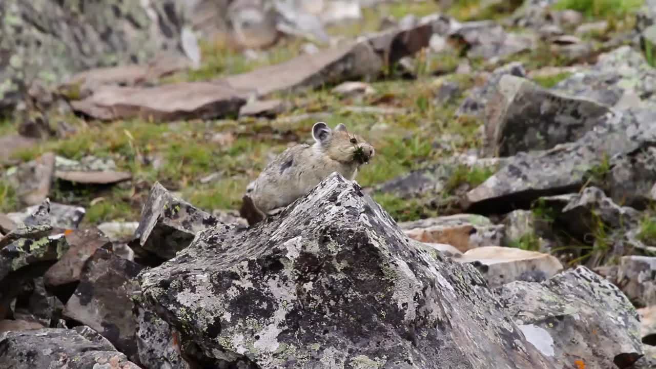 Close up of Pika with blurred background gathering food among the rocks in the mountains of south-western Alberta.